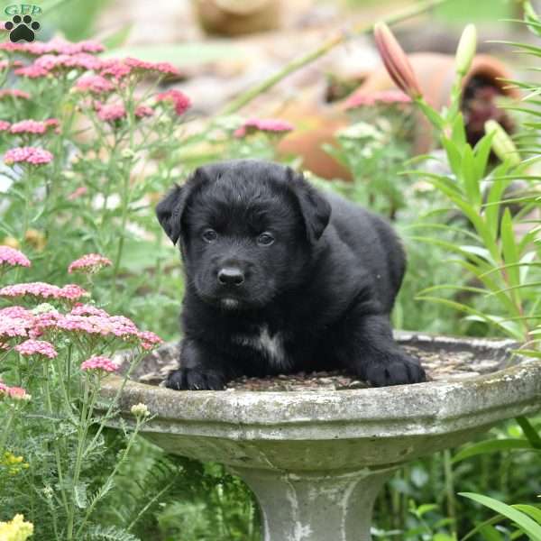 Cabo, Labrador Mix Puppy